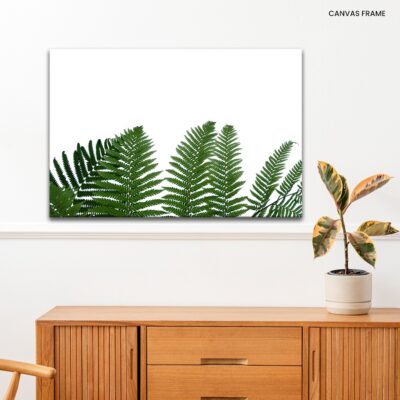 Fern's Embrace Rainforest Greenery in Selective Focus on White Isolation for Lush Foliage